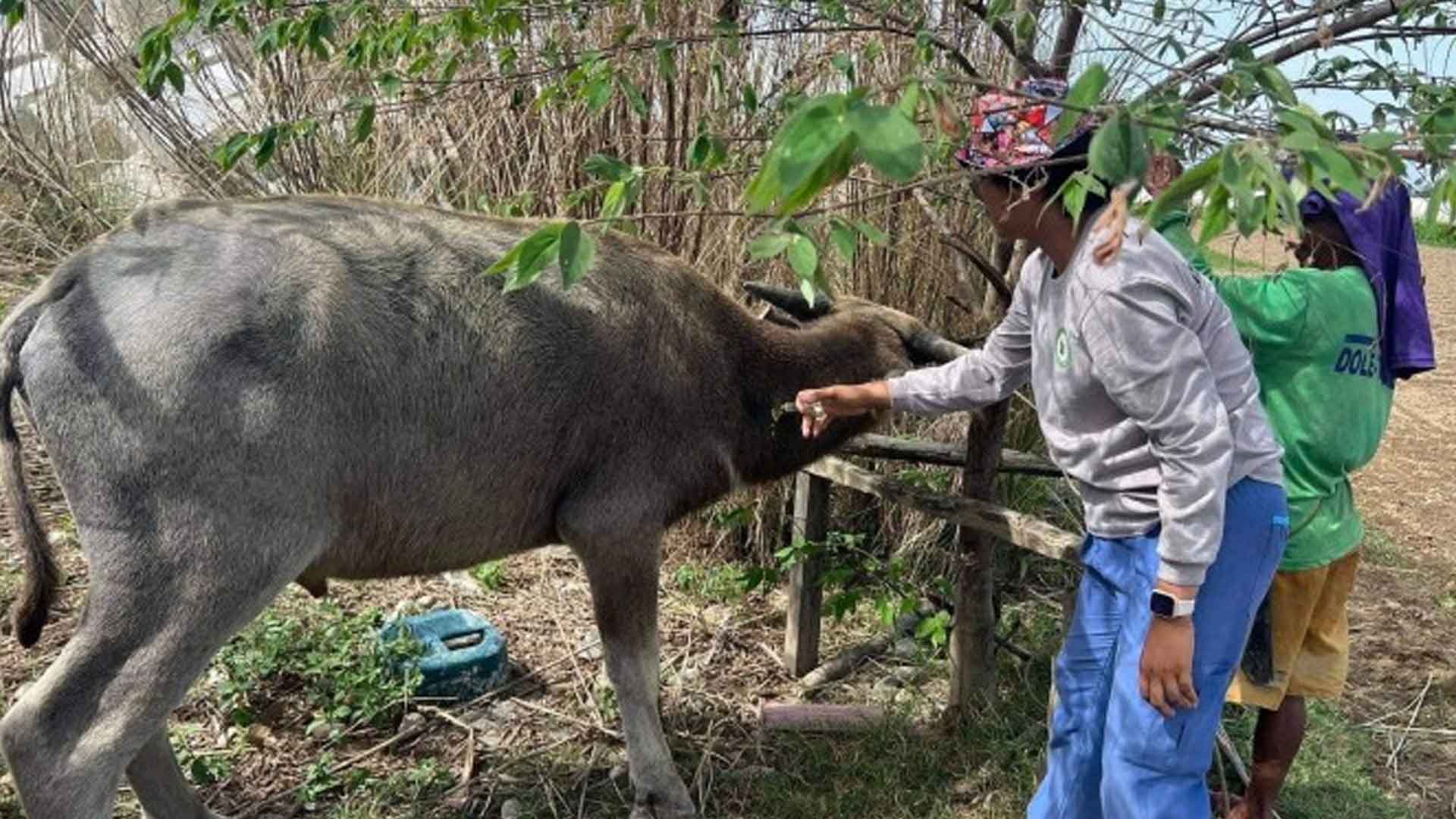 Apayao Livestock Farmers Attend Schooling On Ruminant Production