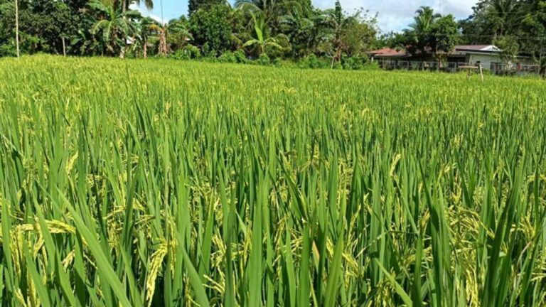 Iloilo Eyes PHP50 Million Loan To Coops For Palay Procurement