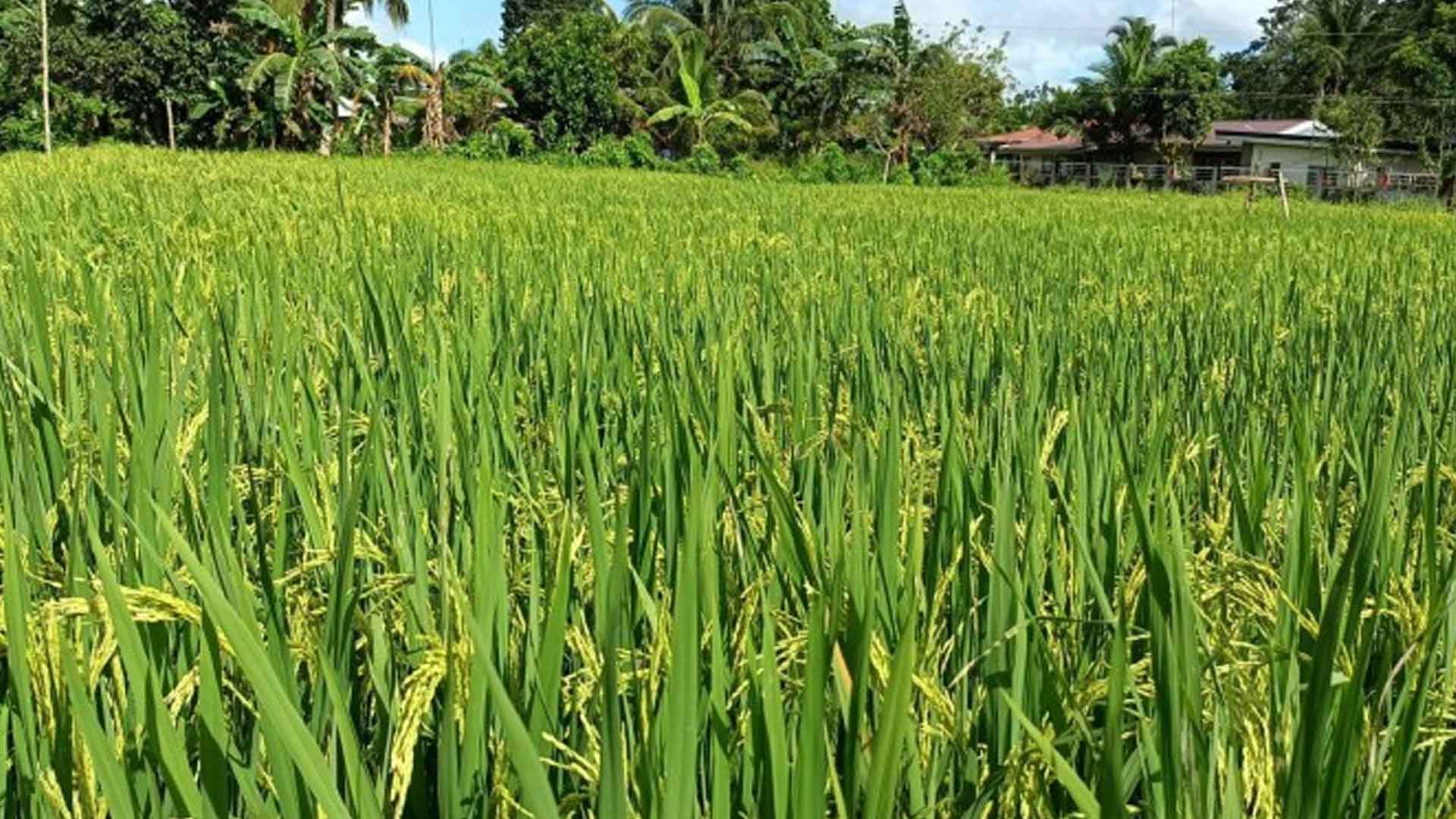 Iloilo Eyes PHP50 Million Loan To Coops For Palay Procurement