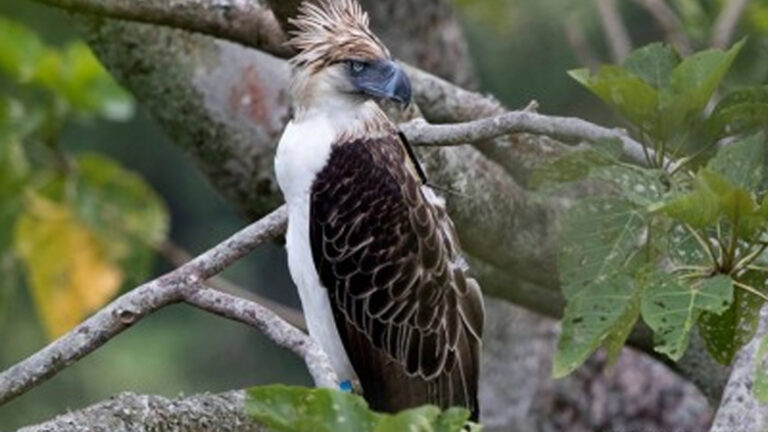 DENR Calls For Forest Habitat Conservation To Preserve PH Eagle