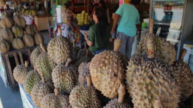 Davao City Agri Office To Distribute 10K Durian Seedlings In July