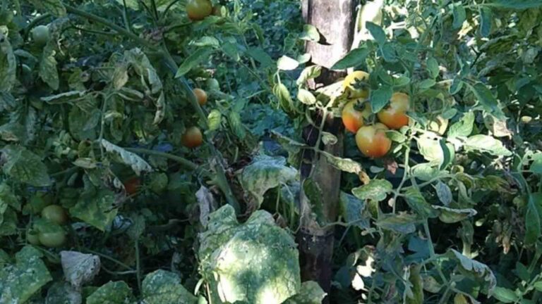 Department Of Agriculture Official Urges Youth To Join Farming Program