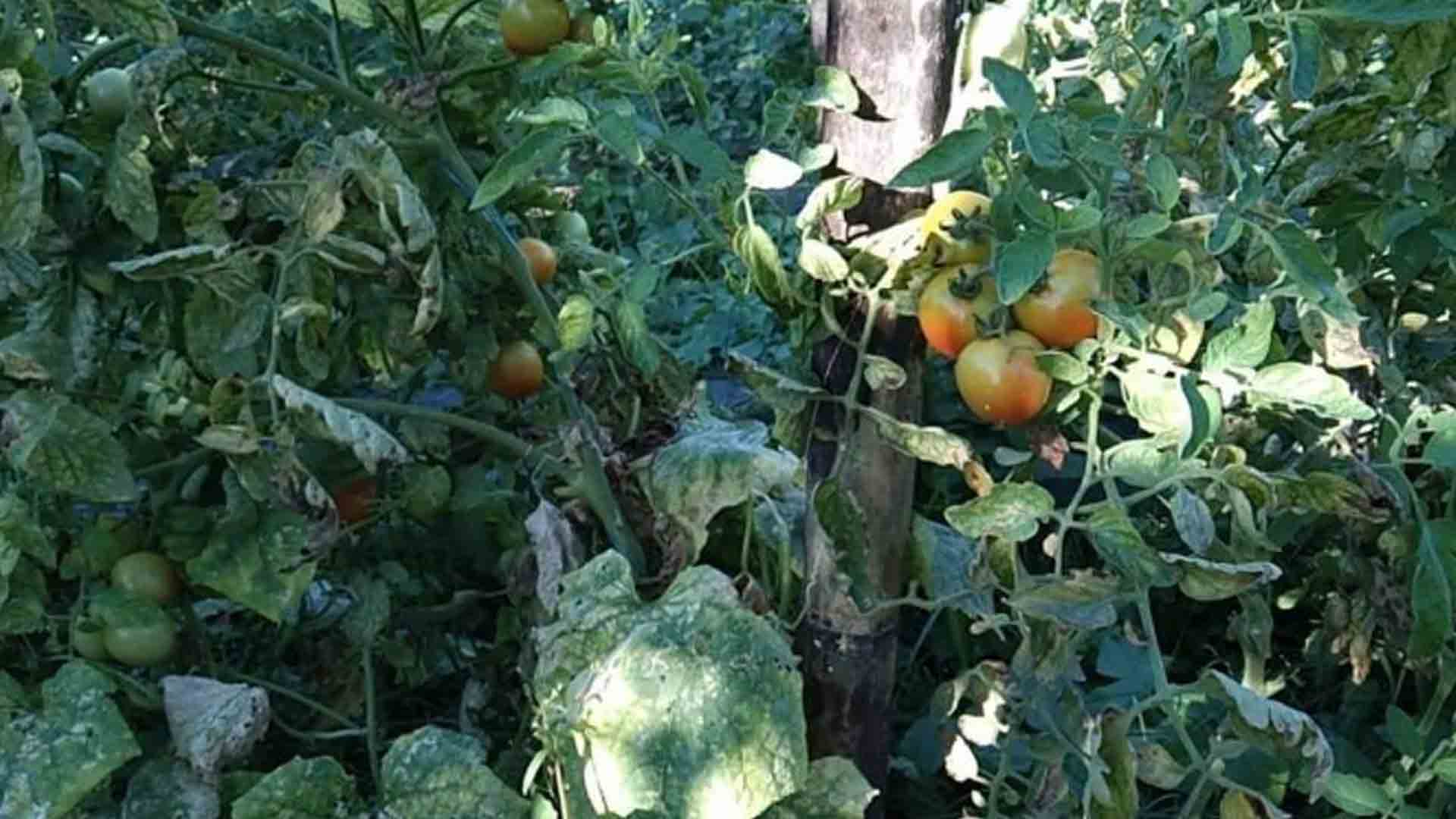 Department Of Agriculture Official Urges Youth To Join Farming Program
