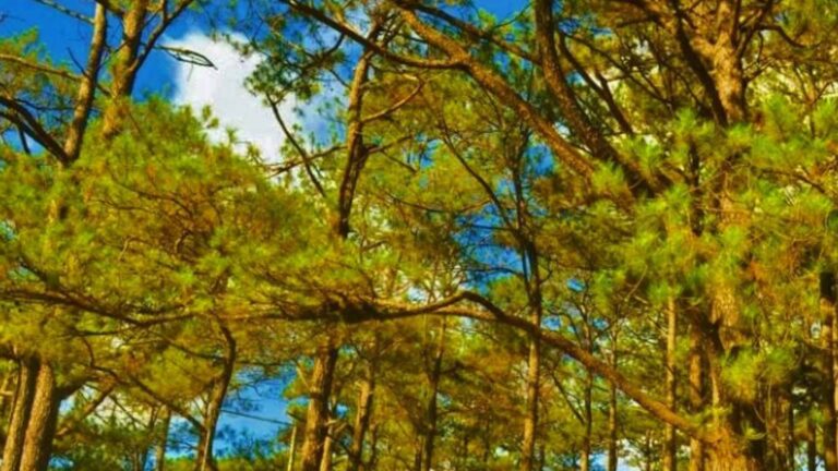 CCC Backs Government, Private Partnership To Protect Natural Resources