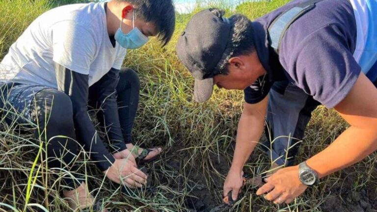 Disaster Workers, Government Employees Plant Mangroves In Quezon Town