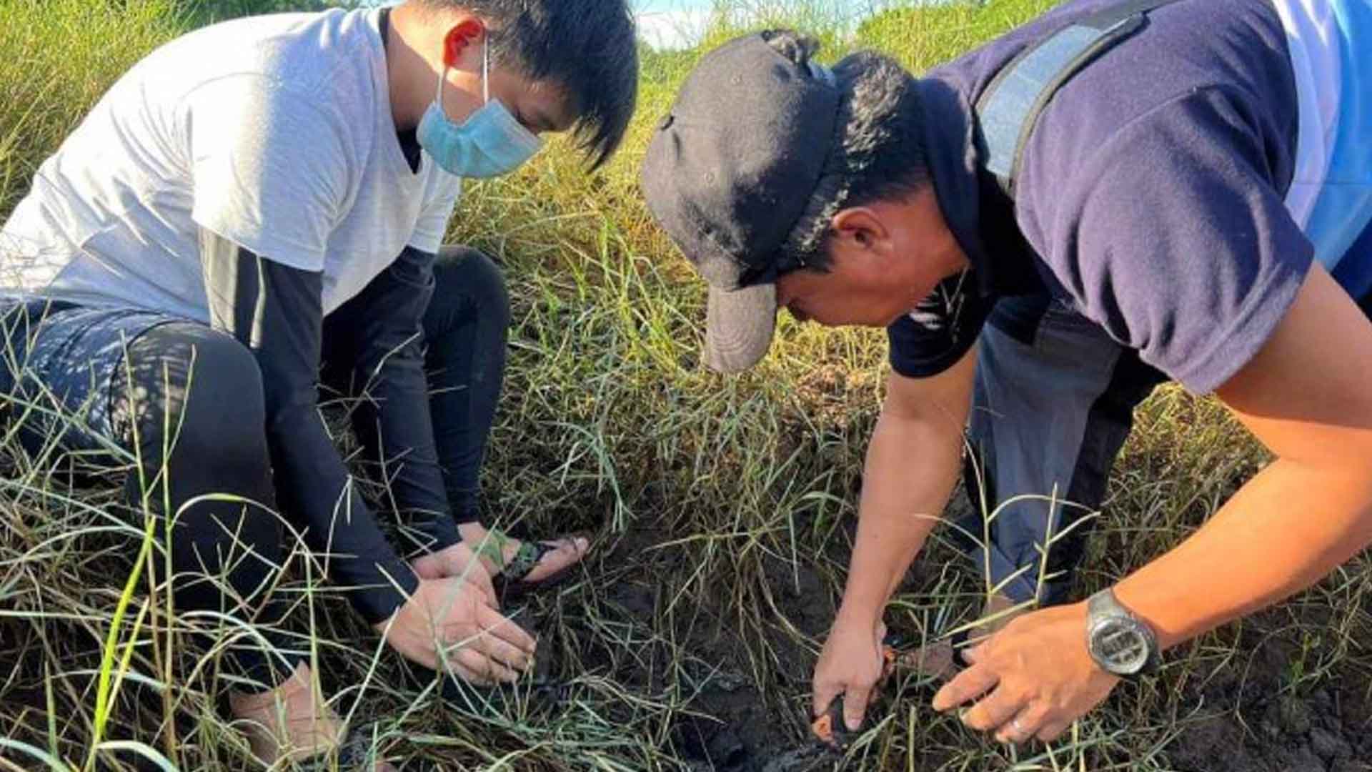 Disaster Workers, Government Employees Plant Mangroves In Quezon Town