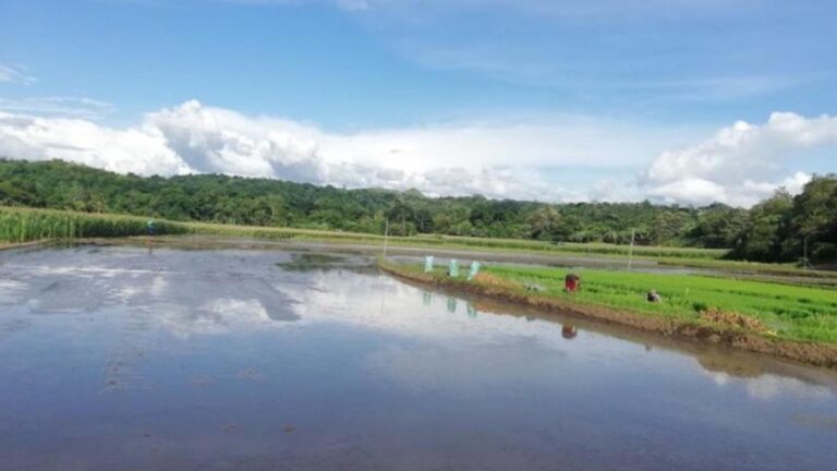 Department Of Agriculture To Enforce Water Management Strategies For El Niño
