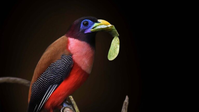 Real-life ‘Ibong Adarna’ Spotted On PH’s Highest Mountain In Davao