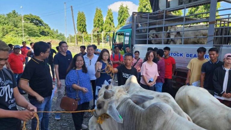 Cattle Raising To Boost Livelihood Of OSYs In Ilocos Norte