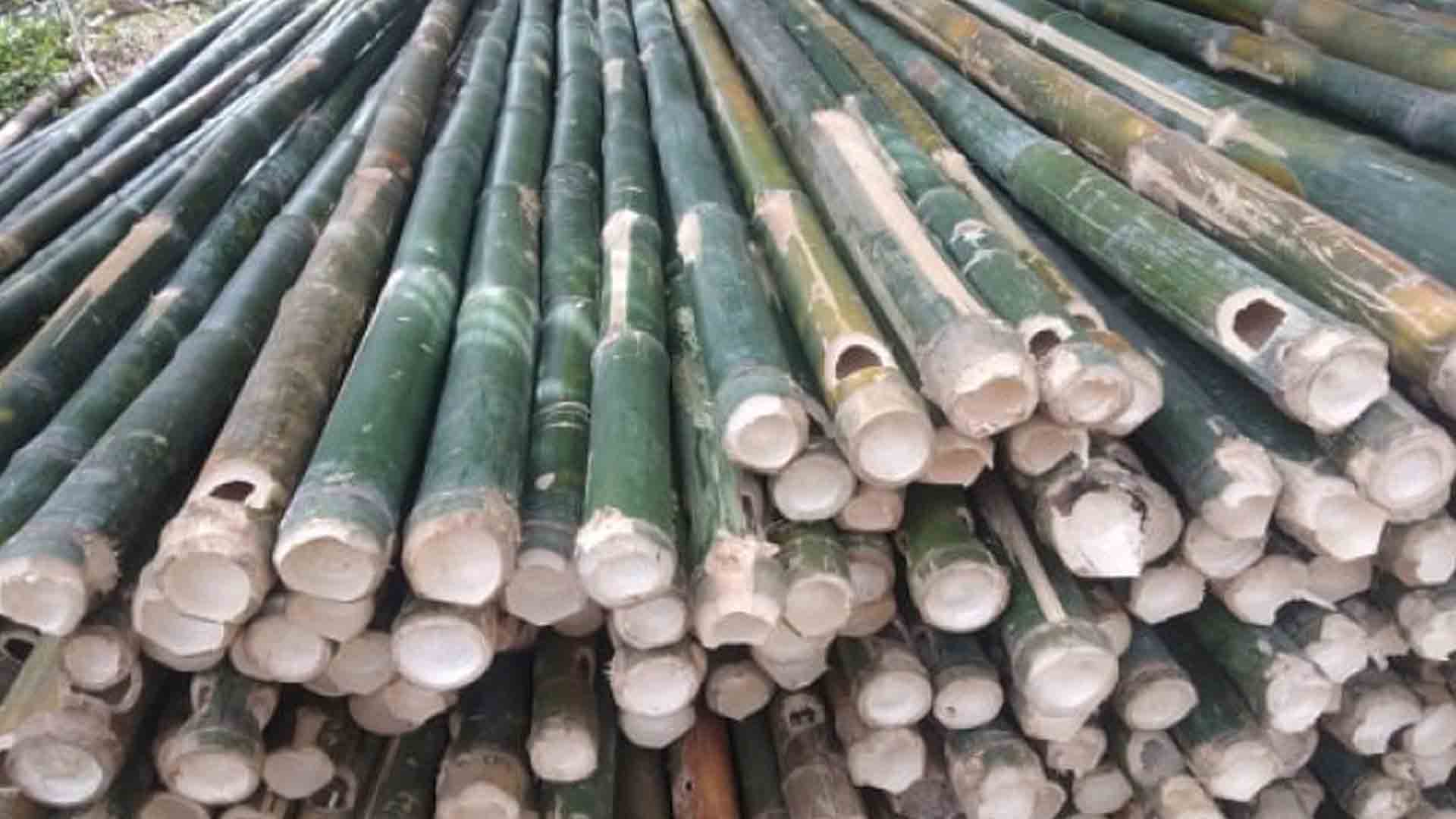DOST Conducts In-Depth Study On Laguna Bamboo Opportunities