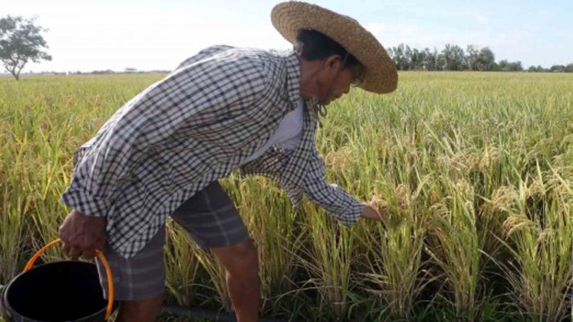 Calabarzon LGUs Urged To Participate In Masagana Rice Initiative
