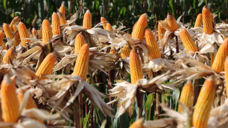 Batangas To Help Corn Growers Improve Productivity