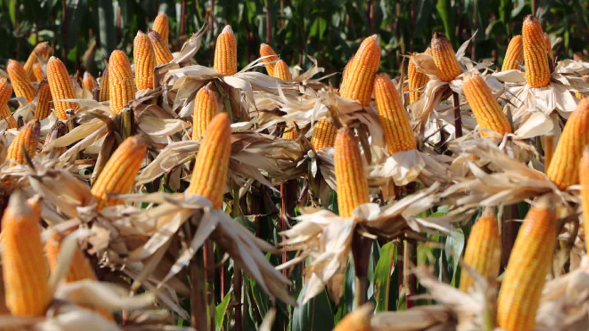 Batangas To Help Corn Growers Improve Productivity