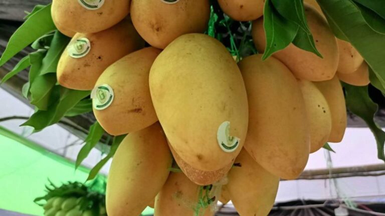 Geographical Indications Seen To Help Establish, Grow PH Brands