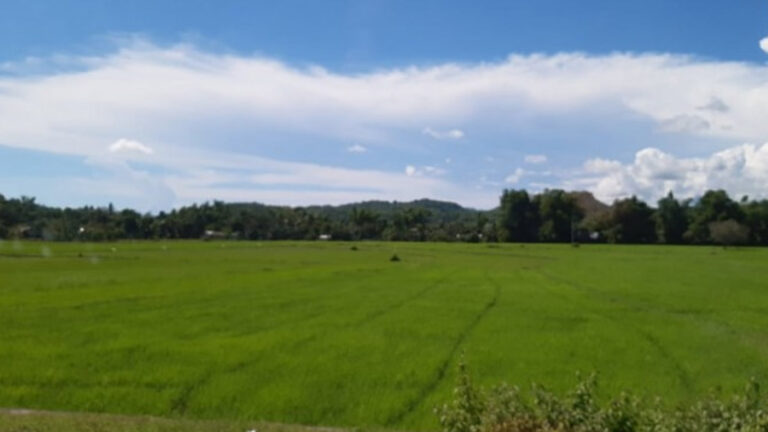 Masagana Rice Program Draws Support From LBP, DBP, PCIC, NFA