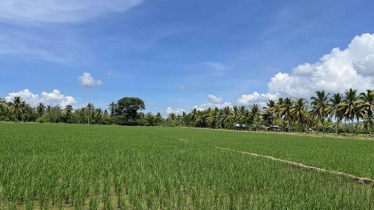 Marcos Admin Allots PHP197.84 Billion For Agri Sector In 2024