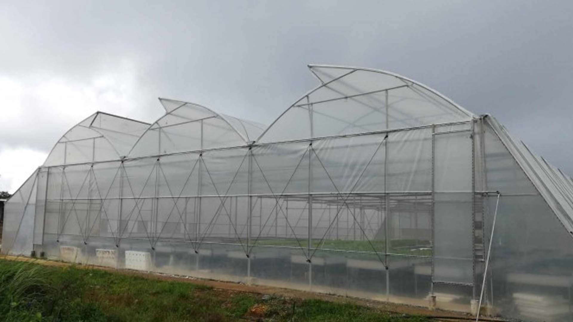 NEA Urged To Energize Sitio Hosting Antique’s Greenhouse Project