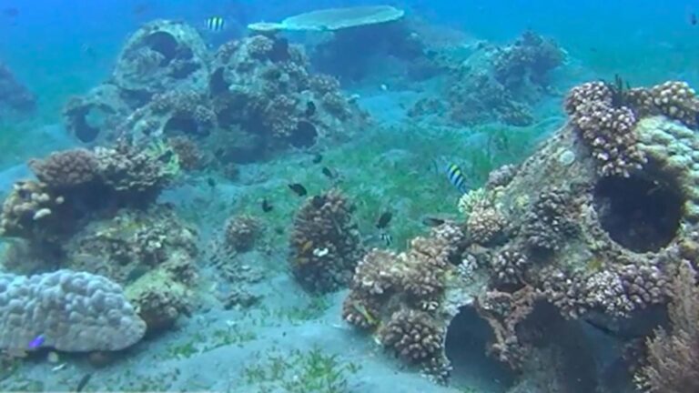 Dumaguete’s Artificial Reef Project A Triple-Win Program