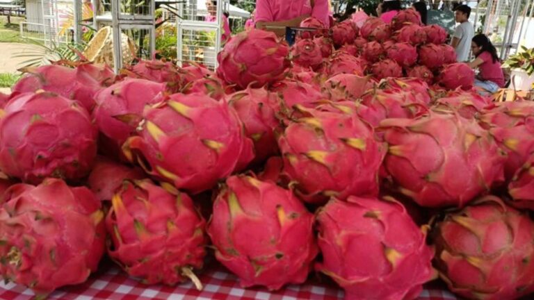 Guimaras Lures More Investors, Tourists With Dragon Fruit Fest