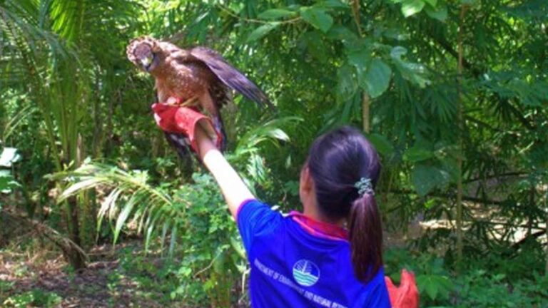 Endangered Philippine Serpent Eagle Freed In Sarangani