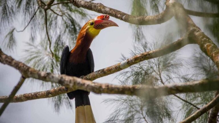 18 Antique LGUs Urged To Identify Flagship Species Of Flora,Fauna