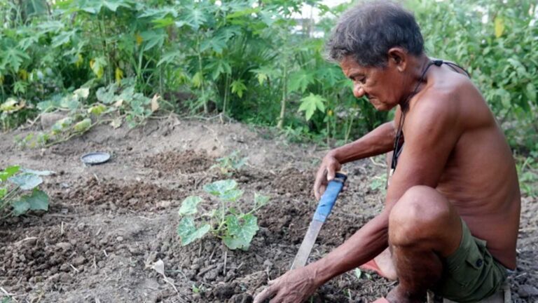 Urban Agriculture Promotes Self-Sufficiency Amid Inflation