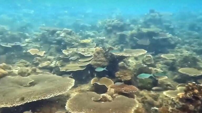 Leyte Town Eyes Fish Sanctuary As New Tourist Site
