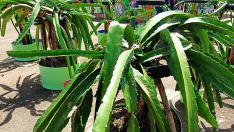 DA Offers PHP10 Million Expanding Dragon Fruit Plantation In Guimaras
