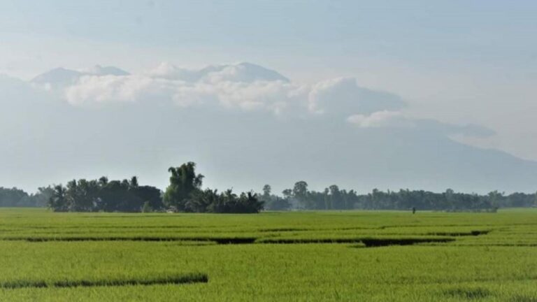 Negros Occidental Boosts Rice Yield With Use Of Certified Seeds