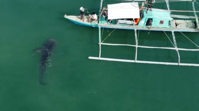Public Urged To Help Protect Whale Sharks Sighted In Negros Occidental