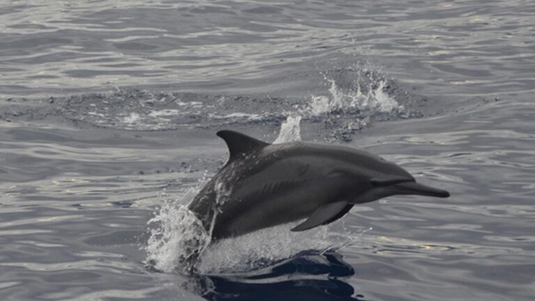 Marine Life Protection Vowed Amid Dolphin Decline In Tañon Strait