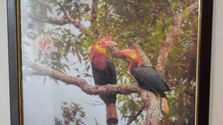 Photo Exhibit Spotlights Antique’s Provincial Bird