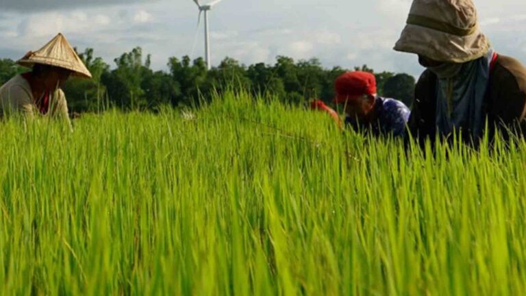 Department Of Agriculture Schooling Calabarzon LGUs On Masagana Rice Program