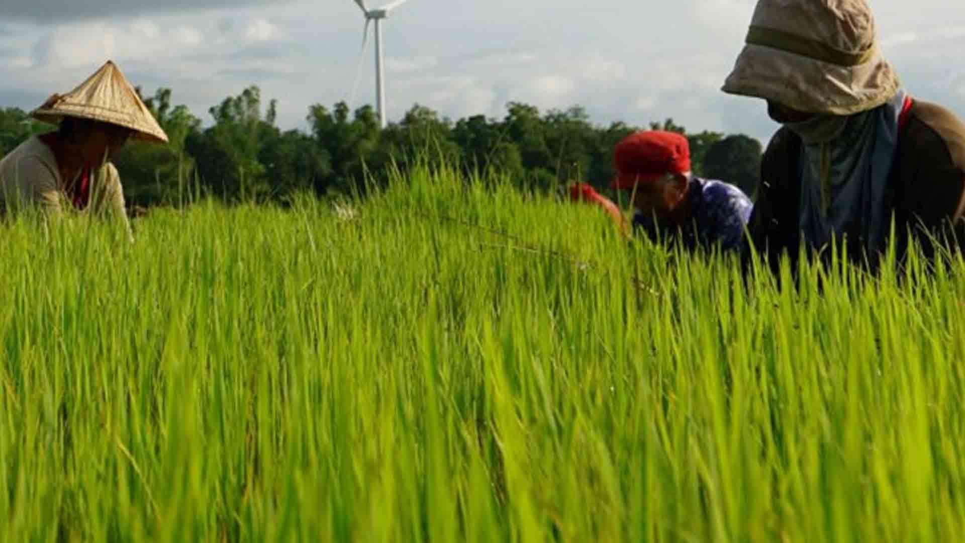 Department Of Agriculture Schooling Calabarzon LGUs On Masagana Rice Program