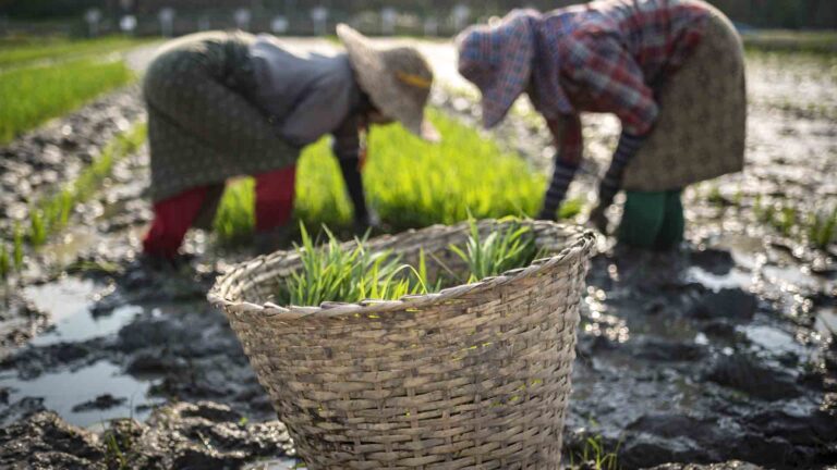 7K Davao De Oro Farmers Get DA’s PHP35 Million Fertilizer Voucher