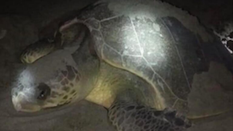 Puerto Princesa Oks 2 Resolutions To Protect ‘Pawikan’ Habitat