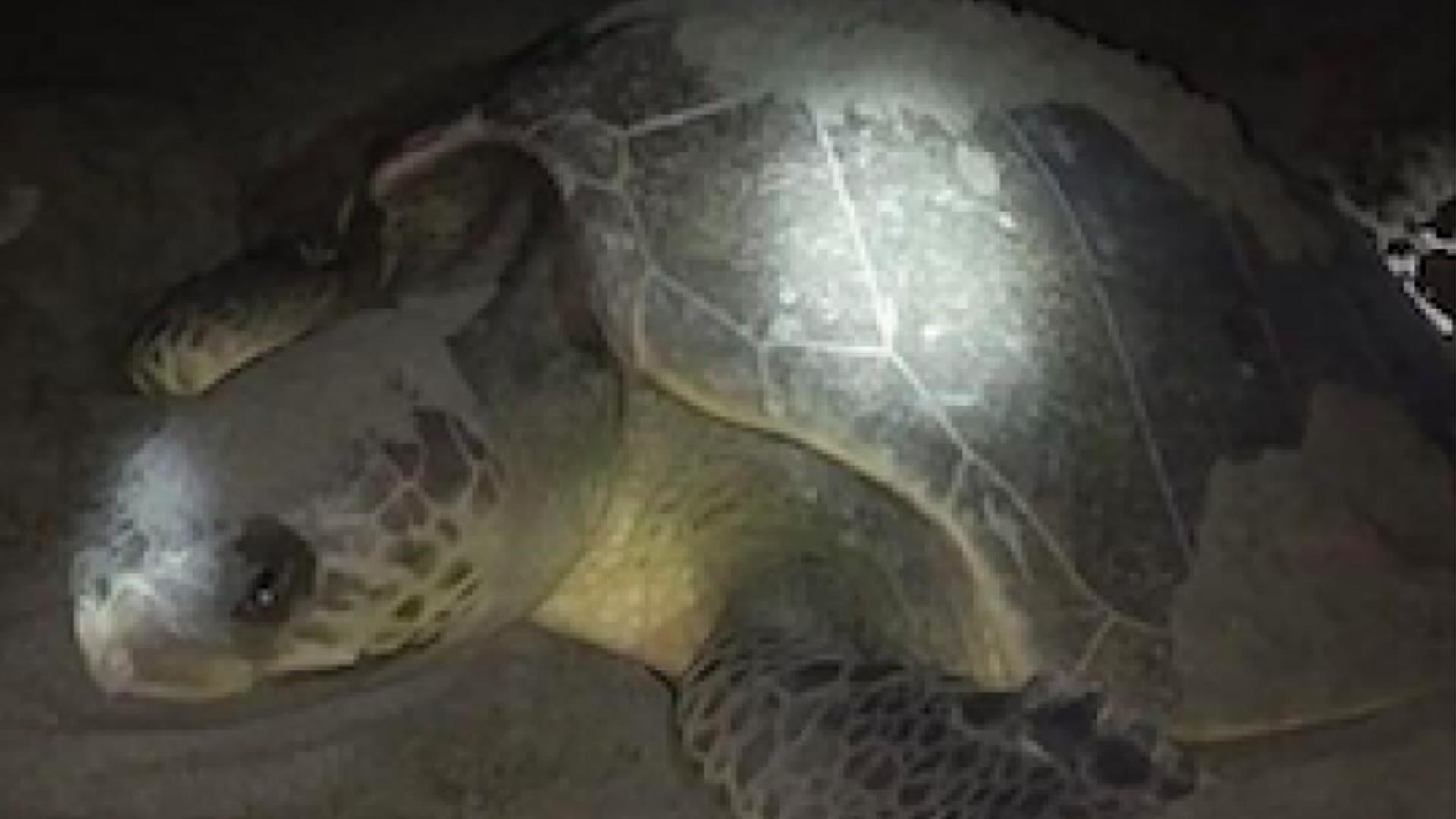 Puerto Princesa Oks 2 Resolutions To Protect ‘Pawikan’ Habitat