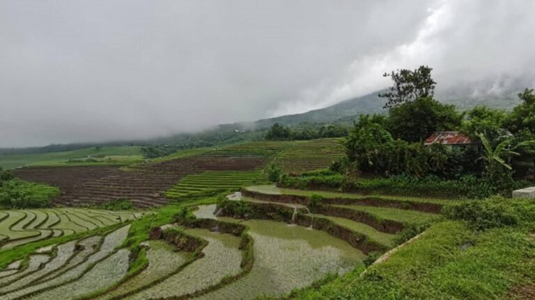 There Is Hope In Palay Farming