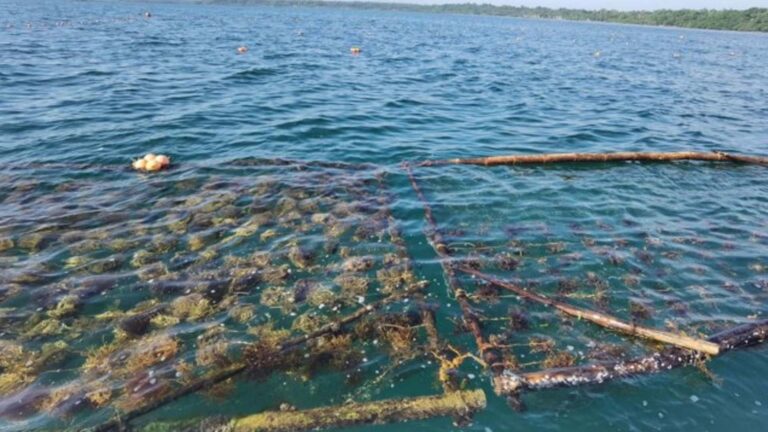BFAR, LGU To Expand Seaweed Nursery In Pangasinan