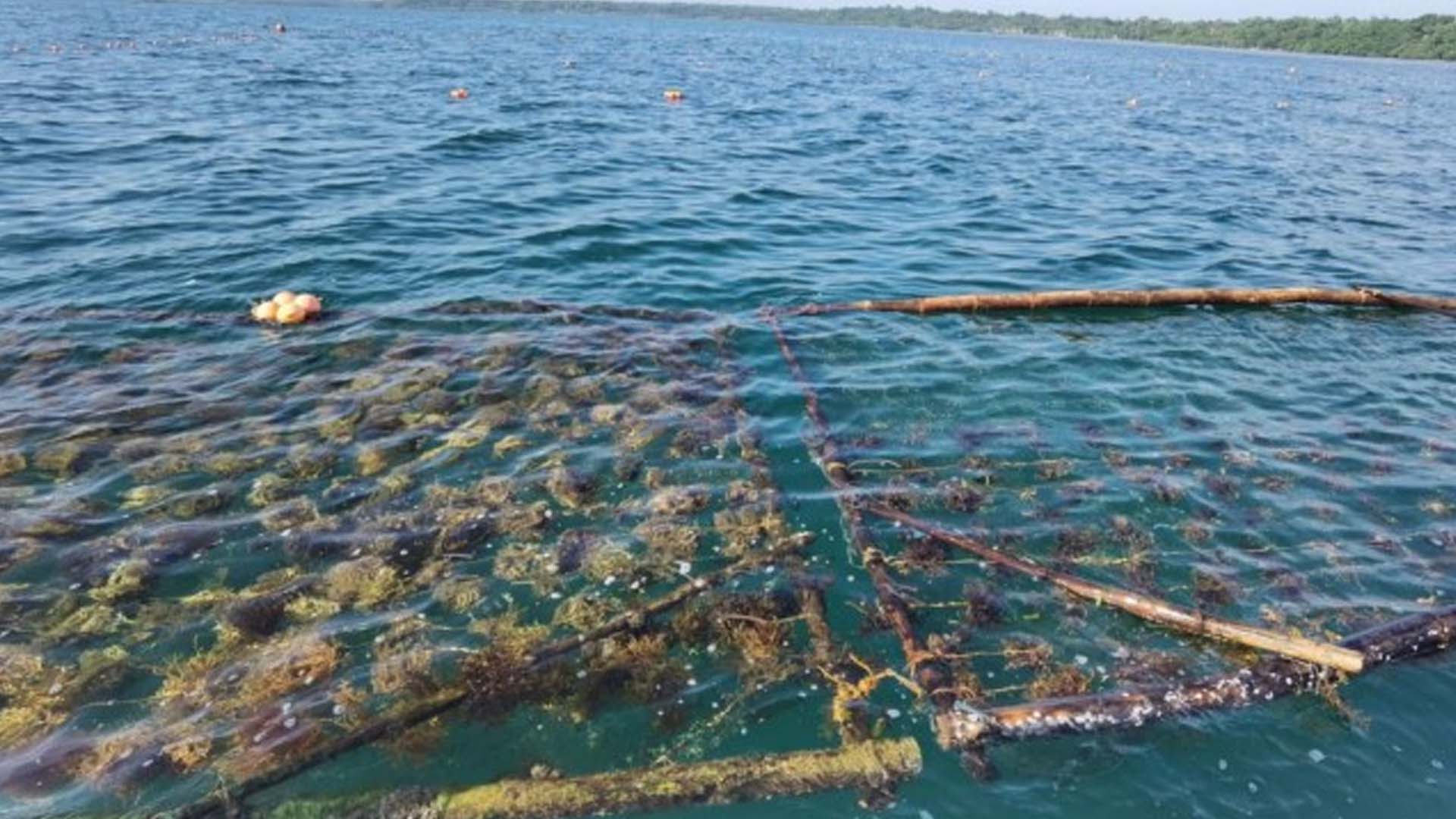 BFAR, LGU To Expand Seaweed Nursery In Pangasinan