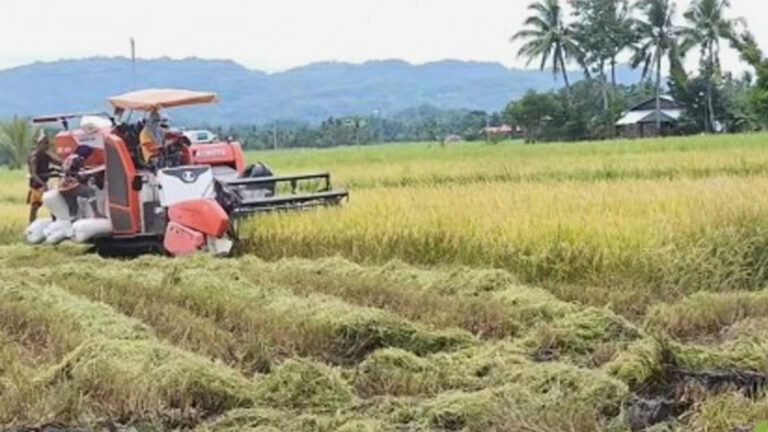 NFA Buying Price For Palay Serves As Benchmark For Traders In Antique