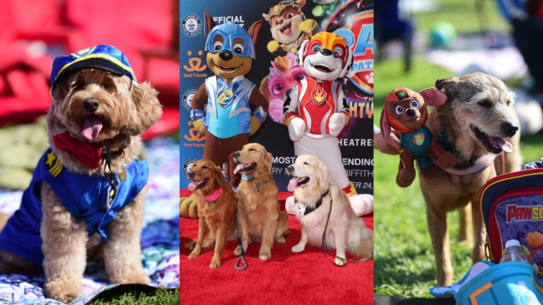 Paw Patrol Breaks World Record For Having Most Dogs Attending A Film Screening