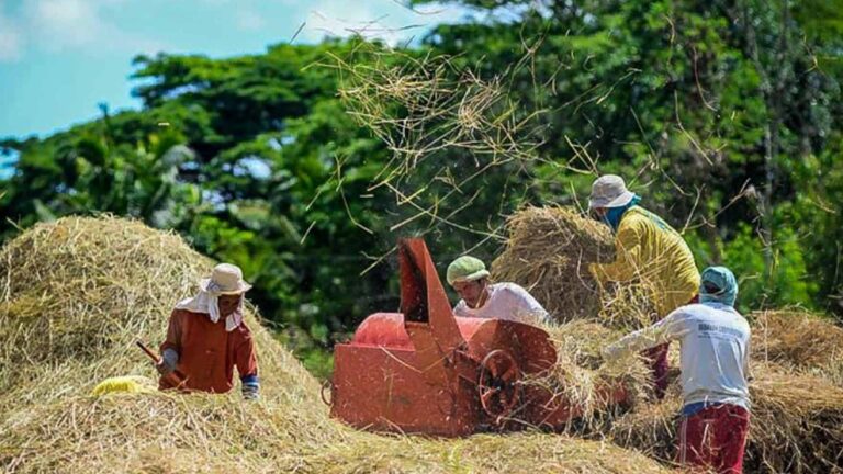 PBBM Orders Release Of PHP12.7 Billion For Rice Farmers