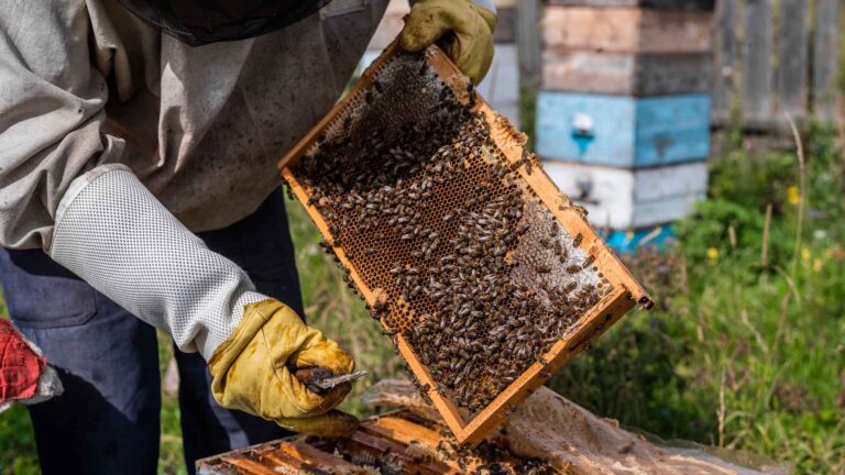 Negros Oriental Town Bee Farm To Boost Local Income, Attract Tourists