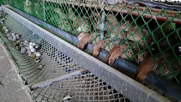 Bird Flu-Hit Poultry Raisers In Central Luzon Get PHP3.3 Million Government Aid
