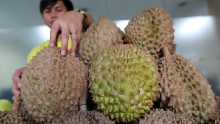 Davao Durian Growers Eye Farm Expansion