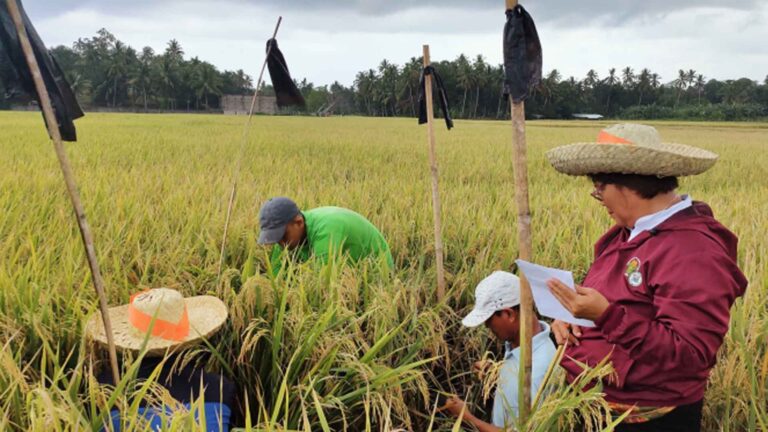 Misamis Occidental Eyes Higher Annual Rice Harvest Due To Aid Programs