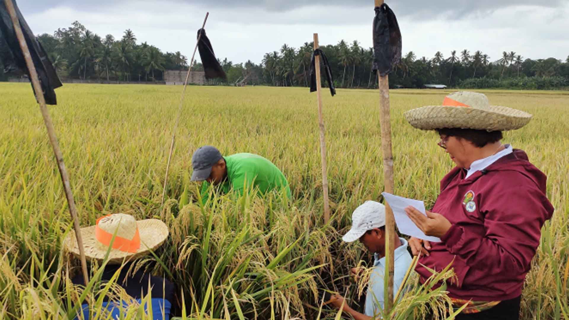 Misamis Occidental Eyes Higher Annual Rice Harvest Due To Aid Programs