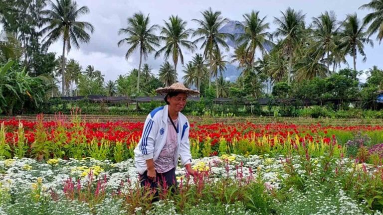 ‘Undas’ Puts Spotlight On Albay Town’s Flower Industry