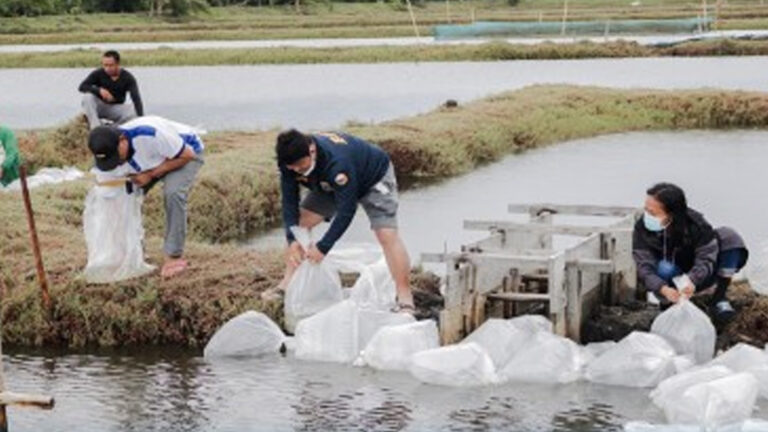 Hatchery Project Aims To Raise Bangus Fry Production In Pangasinan
